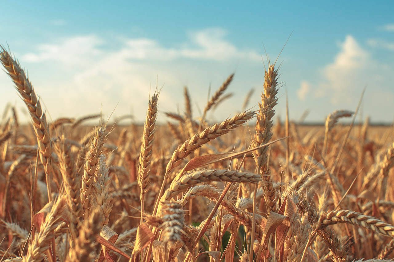 Кубанские поля пшеницы